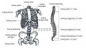 We did not find results for: Tulang Penyusun Rangka Manusia Terlengkap Dosenbiologi Com
