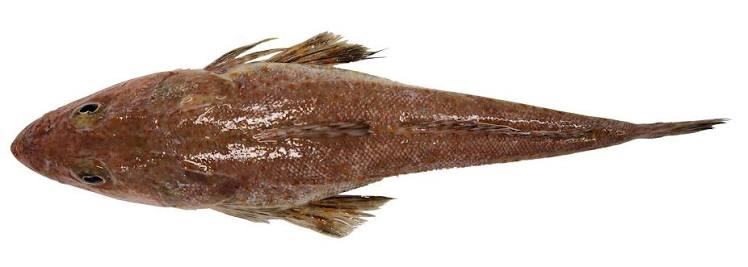 Tiger Flathead | Fishing Tasmania