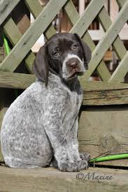 Epingle Par Helene Caquant Sur Chien En 2020 Photo Chien Chiens Les Plus Mignons Bebes Animaux Mignons