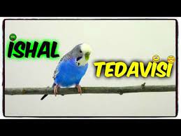 muhabbet kuslarinda ishal nedenleri ve tedavisi youtube