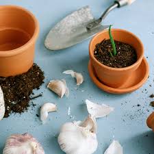 Be careful not to damage the cloves at their base, where they attach to the garlic plate. How To Grow Garlic Indoors