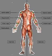 .arm muscles diagram labeled, lower arm muscles diagram, human muscles, arm muscle groups diagram, arm muscles anatomy drawing, arm muscles photos of the back muscle diagram back and shoulder muscle diagram, back muscle diagram exercise, back muscle diagram pain, front. Emg Sensors Placement In Different Muscles Of The Right Arm Download Scientific Diagram