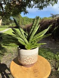 Image result for Sansevieria cylindrica