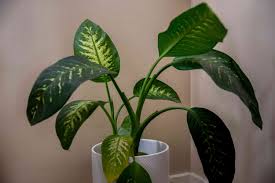 Download this free hd photo of plant, tree, bush and vegetation by jarand k. 6 Common Causes For Yellowing Leaves On Houseplants