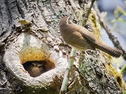 Different Birds With Their Nests 10 Types Of Nests Of Different Bird Species Tail And Fur Bird Species Different Birds Bird
