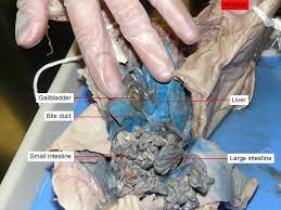 13 3 Reading Fetal Pig Dissection Biology Libretexts