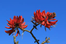Image result for Erythrina lysistemon