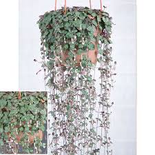 Image result for Ceropegia breviflora