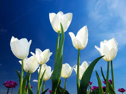 Tulips Flowers Name List Flower Names Tulips