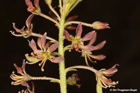 Image result for Cleomaceae