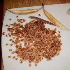Seeds used with or without Photo Of The Seeds Of Trumpet Creeper Campsis Radicans Posted By Songofjoy Garden Org