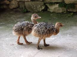 Telur burung unta telah dimakan sejak peradaban yunani kuno, alasan mengonsumsi telur burung unta berat satu telur burung unta kurang lebih 5 kg atau setara dengan dua lusin telur ayam. Jual Burung Unta Anakan Pet Store Indonesia Bergaransi 100