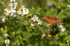 Pollinator Garden In A Pot