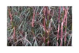 Image result for Stomatostemma monteiroae