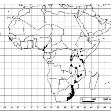 Image result for Xymalos monospora