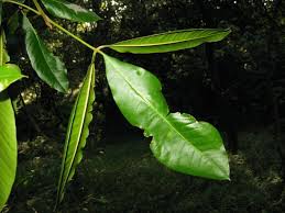 Image result for Teclea