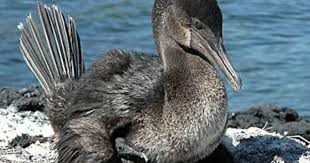 Birds That Cannot Fly With Names Flightless Cormorant Bird Galapagos Islands Flightless Bird Galapagos Birds