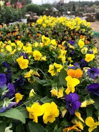 Maybe you would like to learn more about one of these? How Long Do Pansies Last Jack Frost Landscapes Garden Center