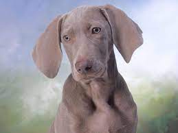 Ariege Pointer Beautiful Dogs Weimaraner Dogs Weimaraner Puppies