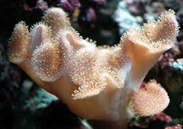 Image result for Sarcophyte
