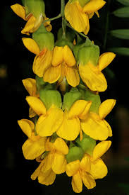 Image result for Calpurnia aurea