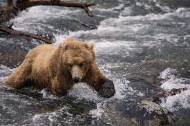 Backmasking was popularised by the beatles, who used backward instrumentation on their 1966 album revolver. Return Of The Icons Grizzly Bear Reintroduction The Filson Journal