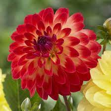 Pin On Dahlias