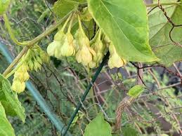 Image result for Telosma