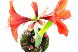 Nur wer seine amaryllis richtig gießt, kommt im winter in den genuss der beeindruckenden blüte. Amaryllis Giessen Wie Viel Wasser Braucht Der Ritterstern