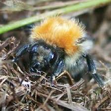 Image result for Bombus pascuorum
