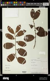 Image result for Bridelia ferruginea