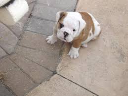 A rescued bulldog is usually very affectionate and bonds with you quickly. Cute English Bulldog Puppies For Sale In Naples Florida Classified Americanlisted Com