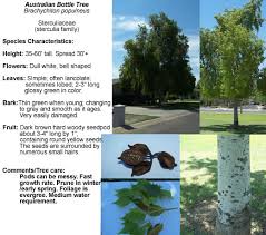 Our services include all aspects of tree health care management. Parks And Recreation A Guide To Trees In Phoenix