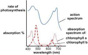 Absorption Spectrum Vs Action Spectrum Biology Lessons Photosynthesis Protists