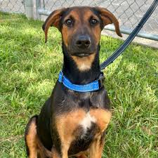 Julia's Adoption Anniversary Celebration