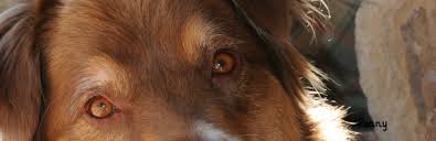 Jul 21, 2006 · australian shepherd mix. Why Rescue Western Australian Shepherd Rescue