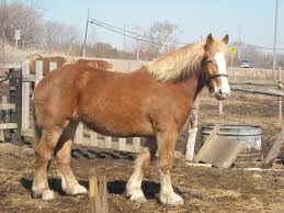 Their powerful build makes them perfect for pulling wagons. Printable Flashcard On Equine Breeds Free Flash Cards Belgian Draft Horse Horses Draft Horses
