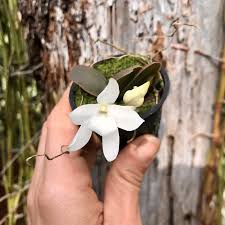 Image result for Aerangis splendida
