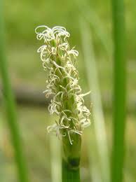 Image result for Eleocharis dulcis