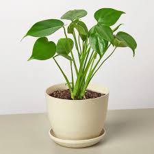 Image result for Monstera
