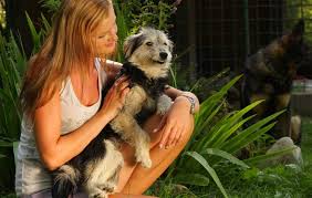 Old Dog Vestibular Disease What You Need To Know
