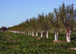 Check spelling or type a new query. Fertilizing Organic Fruit Trees Stark Bro S