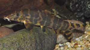 Pin On Freshwater Aquatics