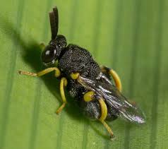 Image result for Vepris bachmannii