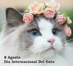 Este 8 de agosto es el día internacional del gato, pero ¿sabías que hay tres días internacionales del gato? Dia Internacional Del Gato Explore Tumblr Posts And Blogs Tumgir
