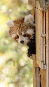 Red Panda Hellbrunn Red Panda Cute Red Panda Scary Animals