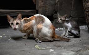 Cats who are usually calm may become a cat with rabies can pass the virus to their owner. How Often Do Cats Need Rabies Shots