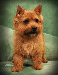 Puppies For Sale Norwich Terriers In Dayton Texas Norwich Terrier Norwich Terrier Puppy Norfolk Terrier