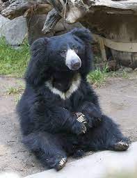 Refurbished Furniture Sloth Bear Animals Animals Beautiful