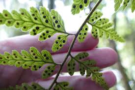 Image result for Rumohra